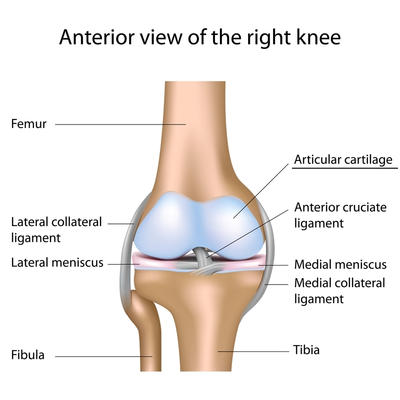 Cartilage knee outlet damage